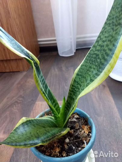 Сансевиерия