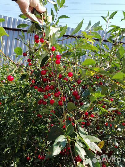 Саженцы вишни,ирги, облепихи, кр.черемухи