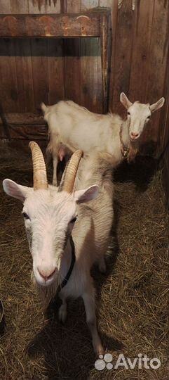 Продаются козы