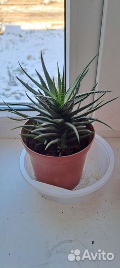 Кактусы и суккуленты