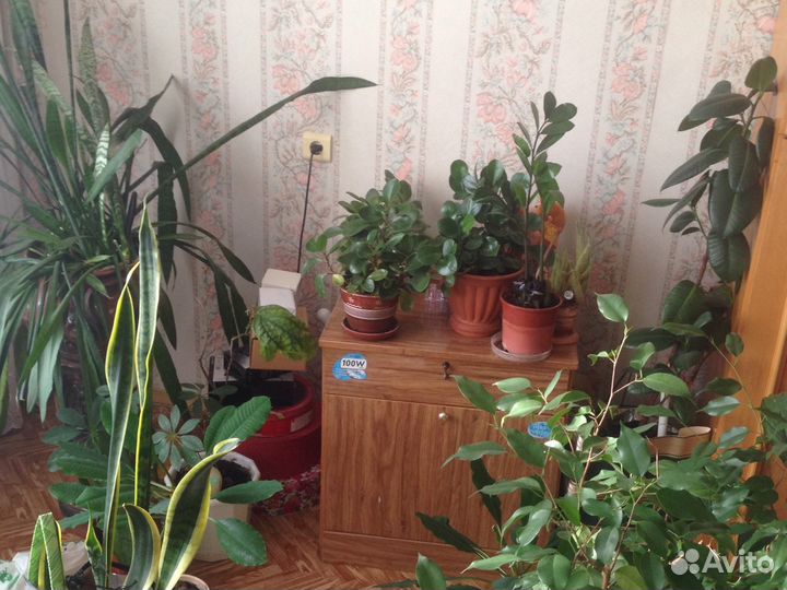 Цветы комнатные и полка для цветов