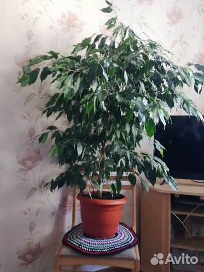 Фикус бенджамина