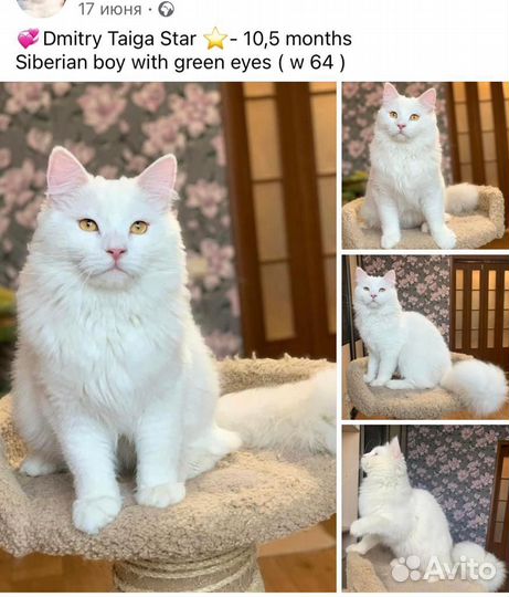 Сибирский кот