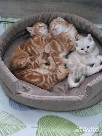 Вязка котик шотланский страйт