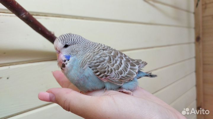 Ввп чех, выставочный волнистый попугай самец