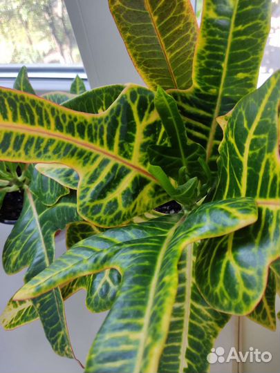 Кодиеум кротон