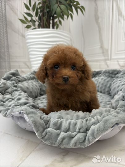 Той пудель тедди девочка РКФ редбраун