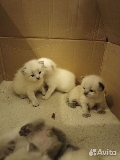 Котята в добрые руки