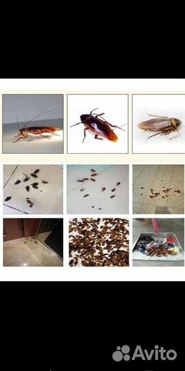 Отрава от тараканов