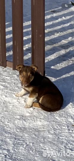 Щенки в добрые руки