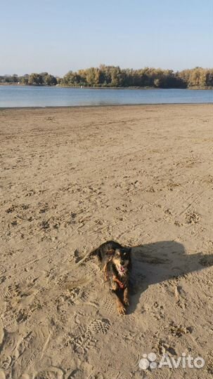 Передержка собак