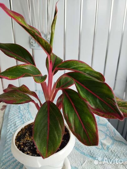 Спатифиллум