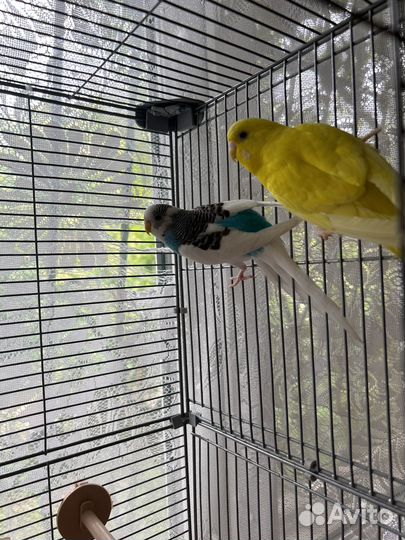 Волнистый попугай