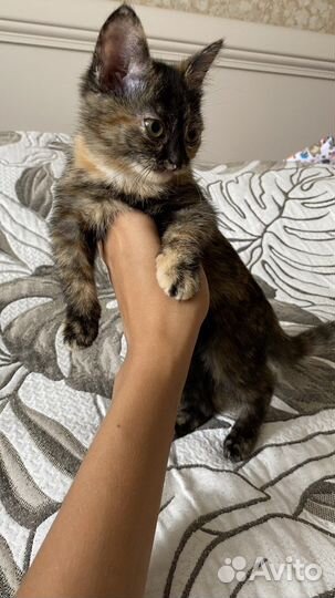 Кошка в дар