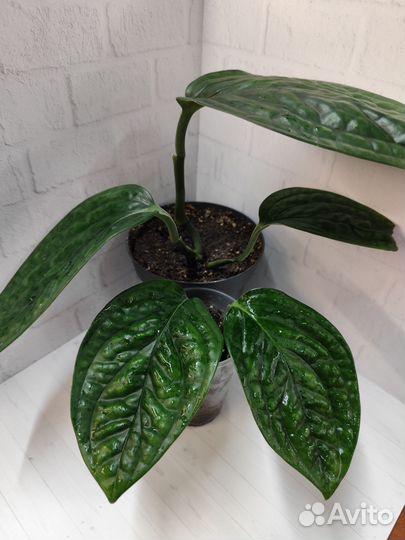 Эпипремнумы, сциндаптусы и филодендроны