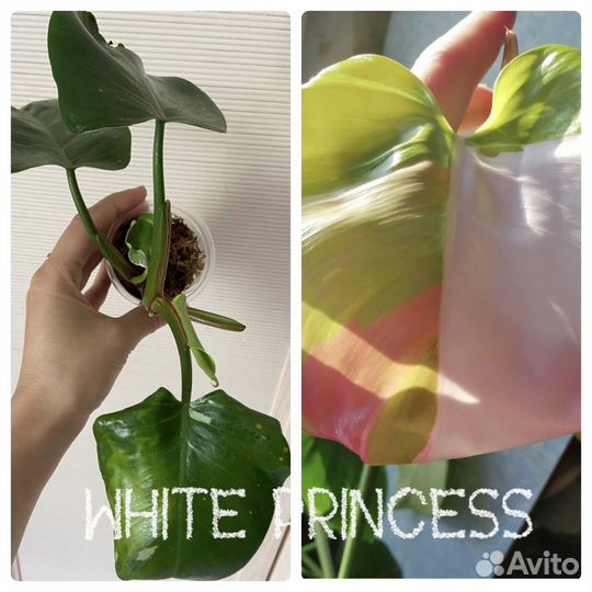 Филодендрон