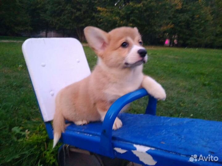 Вельш-корги пемброк