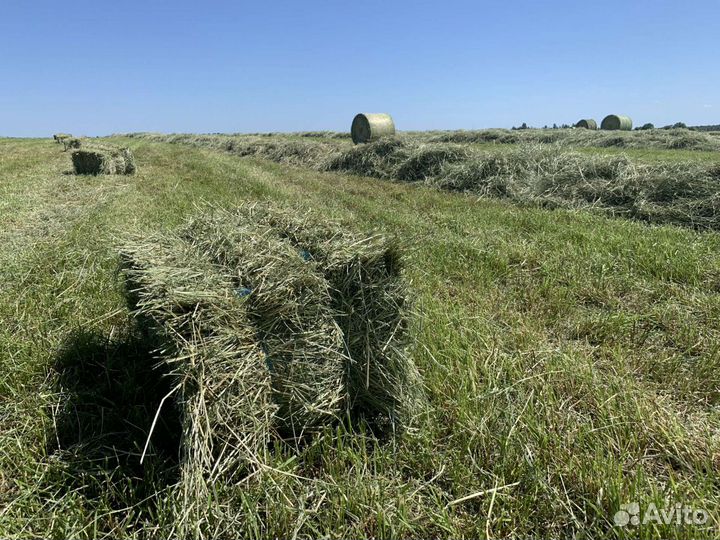 Сено. Качественное. В рулонах и тюках (брикетах)