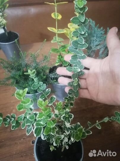 Бересклет в ассортименте