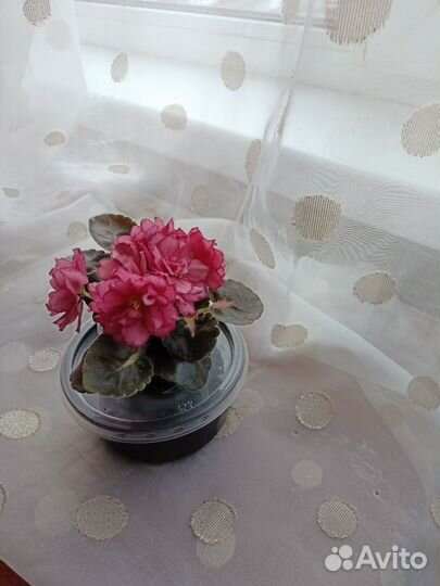 Сортовые фиалки