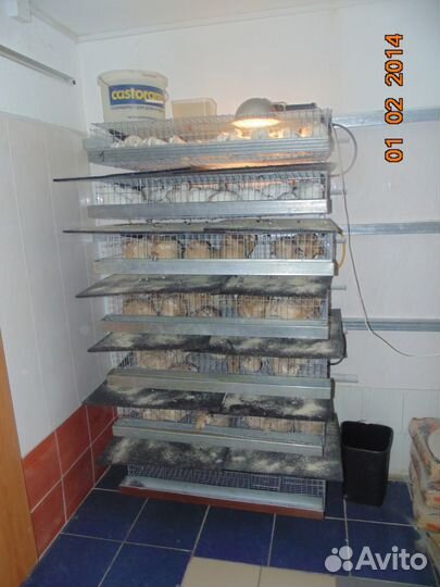 Клетки для перепелов