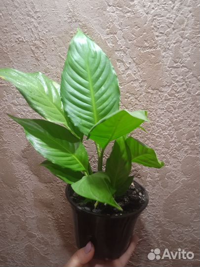 Фикус бенджамина, спатифиллум