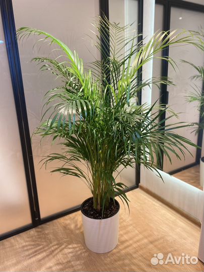 Высокая пышная Пальма дипсис 170 см (в наличии)