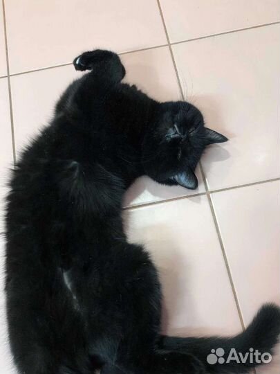 Передержка домашних животных