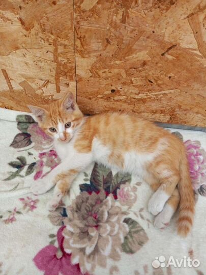 Отдам котят (кошечки)