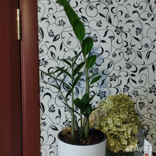 Замиокулькас