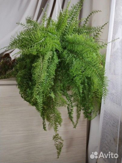 Папоротник Нефролепис