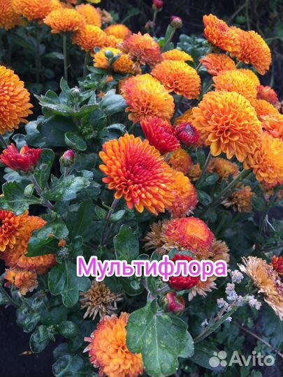 Георгины клубни, хризантемы, мультифлора