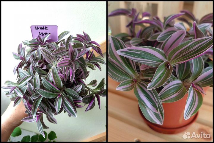 Традесканция Lilak mini