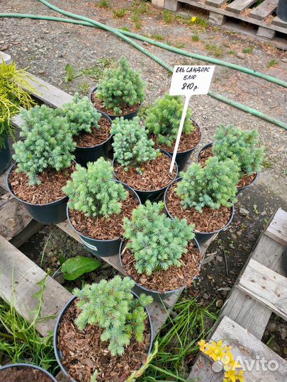 Ель Сандерс Блю