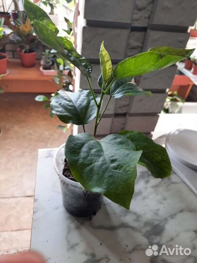 Сортовые гибискусы