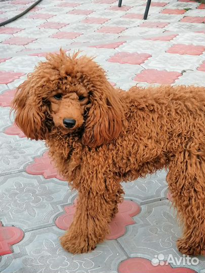 Малыши пуделята