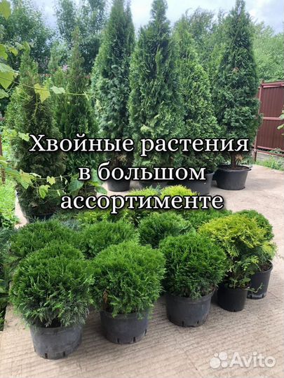 Хвойные растения в большом ассортименте
