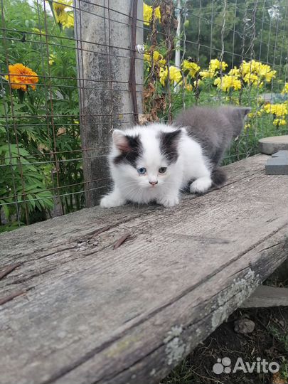 Чудесные котята