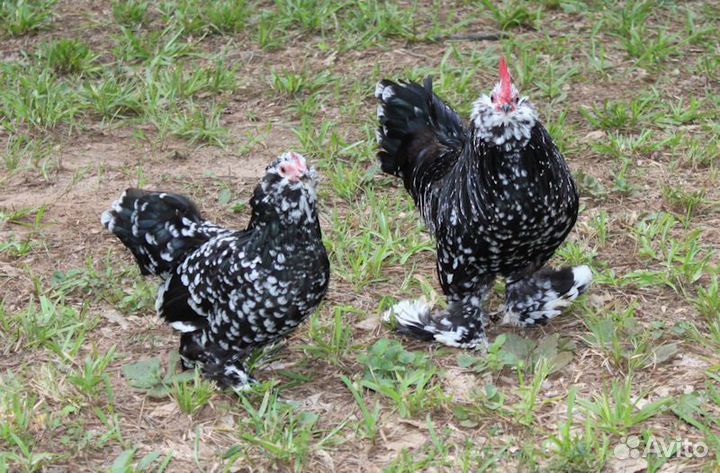 Куры несушки