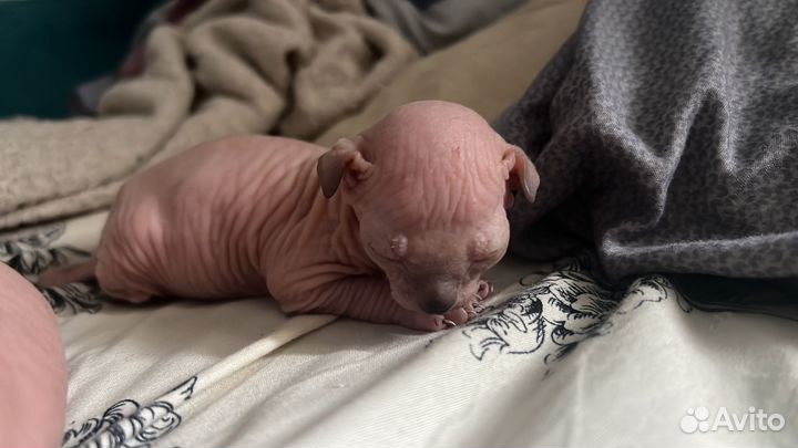 Канадский сфинкс