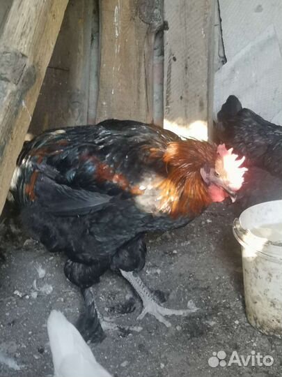 Молодые петушки