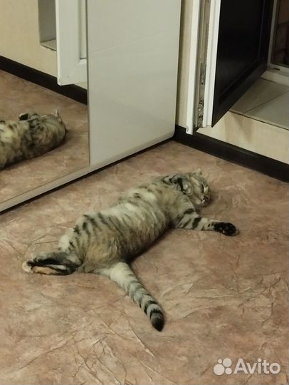 Отдам кошку в добрые руки