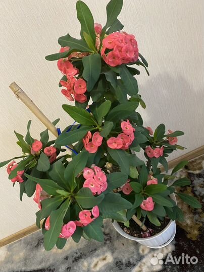 Молочай миля