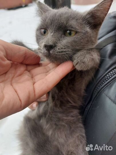 Котёнок в добрые руки