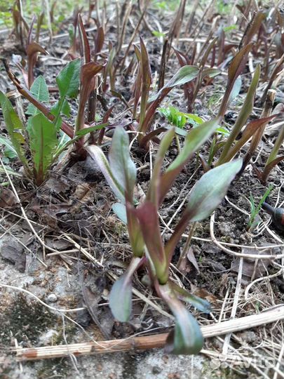 Василек гелениум астра бадан купена многолетние