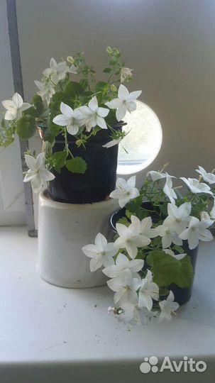 Кампанула (жених и невеста)