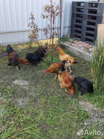 Куры молодки