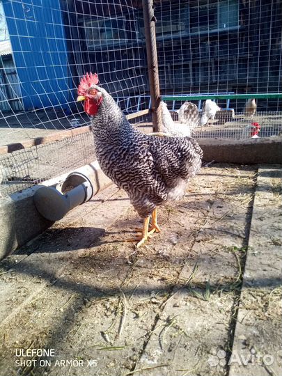 Петух Австролорп,Амрокс,Барковский
