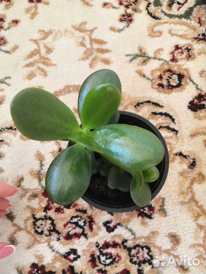 Много цветов