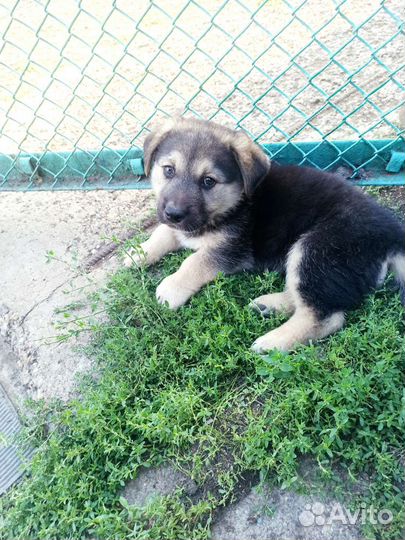 Щенок в добрые руки бесплатно